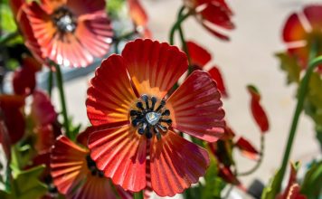 Антитренды ландшафтного дизайна: как делать не нужно.