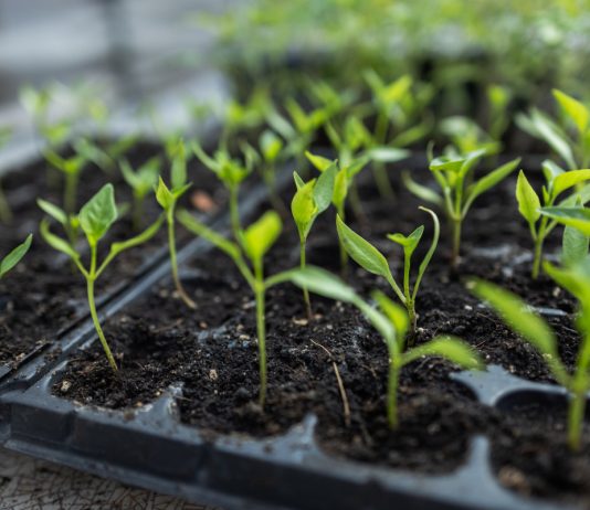 Частые причины вытягивания рассады — как не дать растениям ослабнуть.