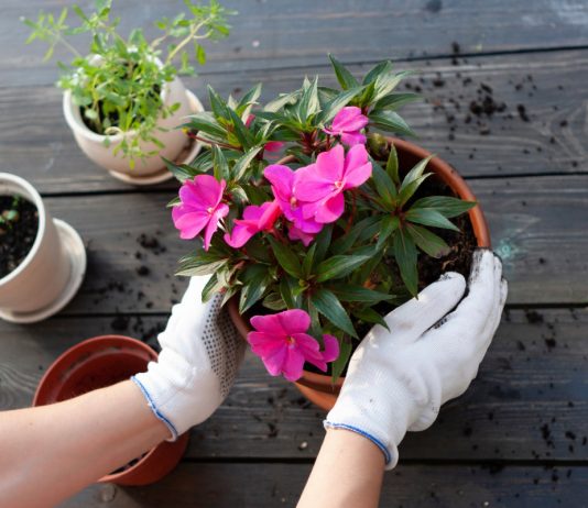 Частые проблемы с бальзамином — как спасти цветок.