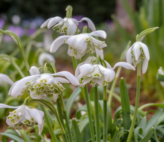 Что вы не знали о подснежниках: удивительные сорта и интересные факты - Цветы многолетние Что вы не знали о подснежниках: интересные факты и удивительные сорта.
