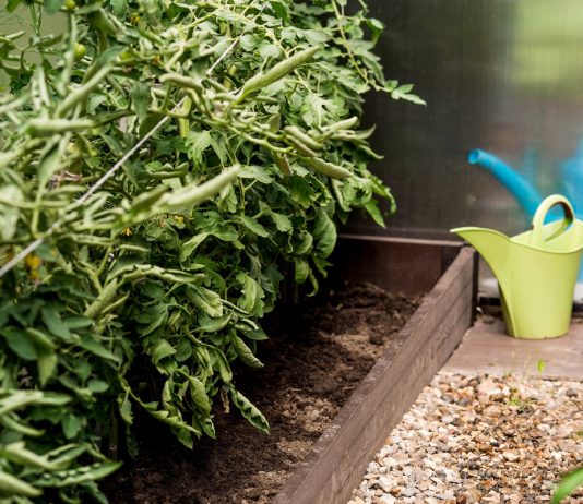 Дача наездами: как защитить урожай от стрессов и повысить его качество?