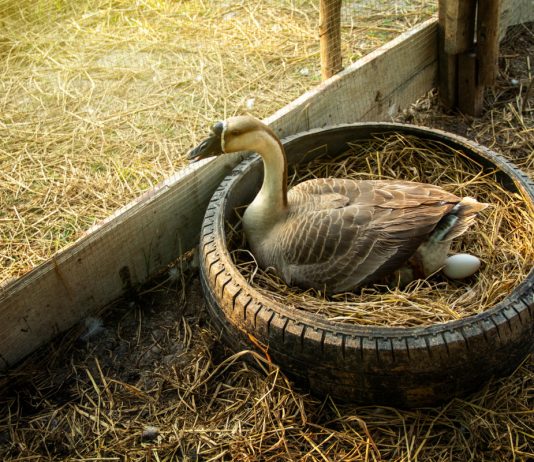 Гуси не несутся: частые проблемы и их решения.