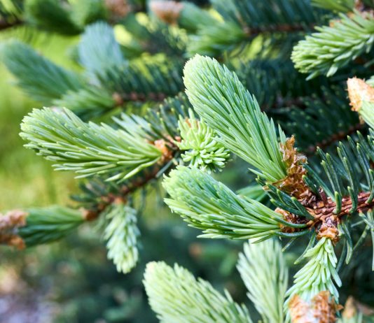 Хвоинка к хвоинке: как защитить хвойные от болезней и вредителей.