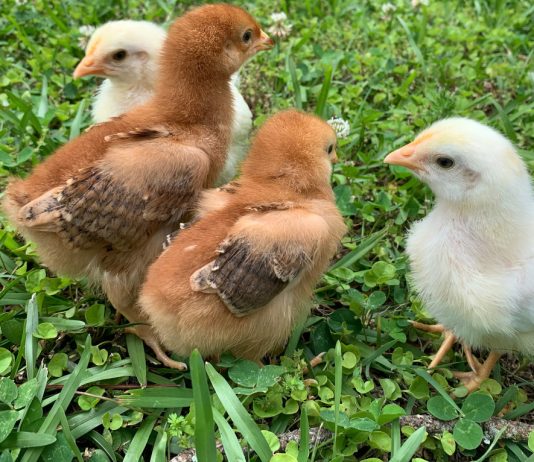 Как определять пол цыплят? Советы птицеводам.
