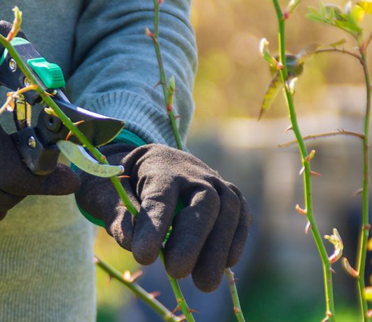 Как оживить розы после сложной зимы — восстановительные работы.