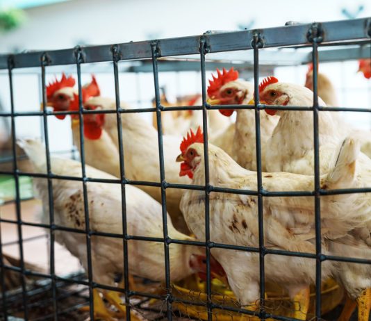 Как выбрать кур-несушек при покупке и не ошибиться?