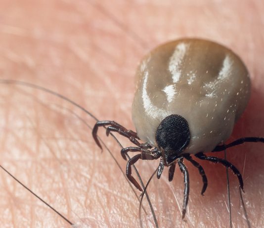 Какие заболевания переносят иксодовые клещи — скрытая опасность в саду - Животные Какие заболевания переносят иксодовые клещи — скрытая опасность в саду.