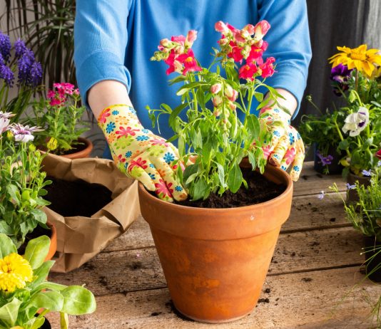 Какими яркими цветами украсить балкон и лоджию на лето? - Комнатные растения Какими яркими цветами украсить балкон и лоджию на лето?