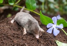 Кроты — не вредители, или Как гуманно прогнать с участка незваного гостя.