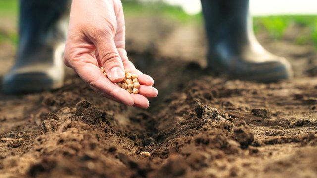 В мае приходит время для высадки новых культур на ваши участки.
