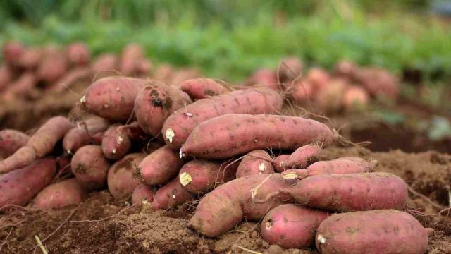 Растение относится к семейству вьюнковые (Convolvulaceae), а по вкусу напоминает сладкую тыкву.