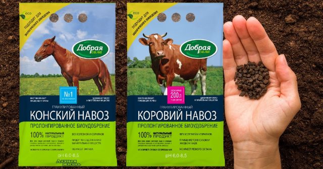 Так, гранулированные удобрения Конский навоз и Коровий навоз Добрая сила можно вносить непосредственно перед посадкой или посевом для питания растений в текущем сезоне. Так, гранулированные удобрения Конский навоз и Коровий навоз Добрая сила можно вносить непосредственно перед посадкой или посевом для питания растений в текущем сезоне.