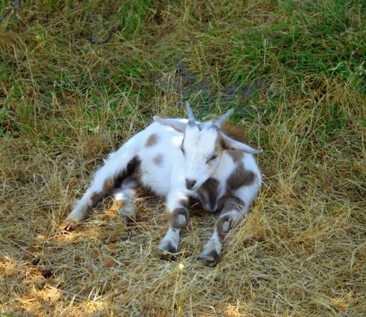 Обморочные козы: забавная порода, которая смешно падает в обморок.