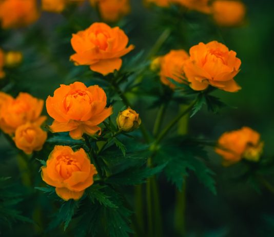 Огненные купальницы: разнообразие видов для вашего сада.