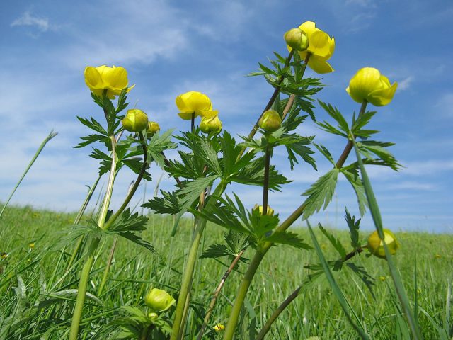 Впечатляющими габаритами отличается купальница высочайшая (Trollius altissimus) полутораметрового роста родом из Восточной Европы.