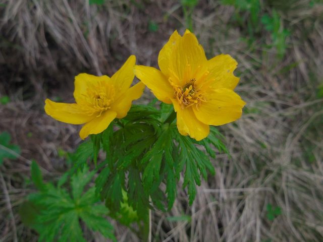 Купальница лютиковая (Trollius ranunculinus) - обычнейшее растение Кавказа, которая поднимается в горы до 2800 м, становясь при этом всё более низкорослой.