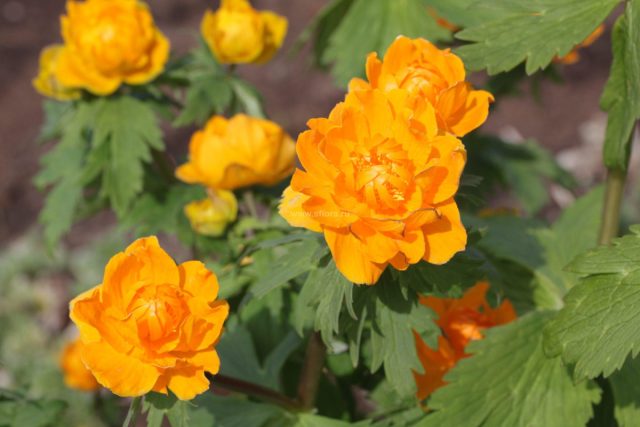Купальница азиатская (Trollius asiaticus) - в Сибири эти растения называют «жарки», но это не те, о которых речь шла в начале статьи.