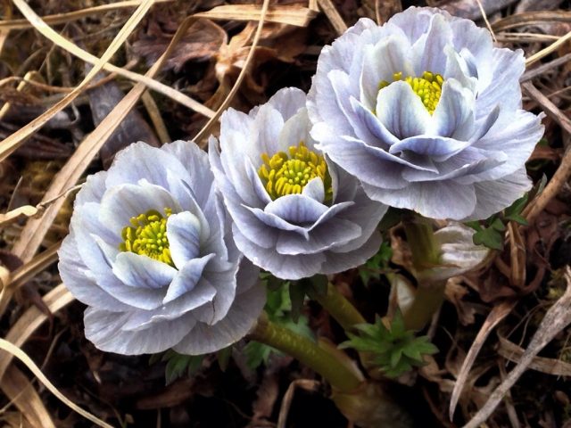 На Алтае, кроме рыженькой, похожей на азиатскую, купальницы алтайской (Trollius altaicus), есть ещё и необыкновенная купальница лиловая (Trollius lilacinus).