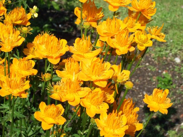 Купальница китайская (Trollius chinensis), довольно крупное растение, до 1 м в цвету.