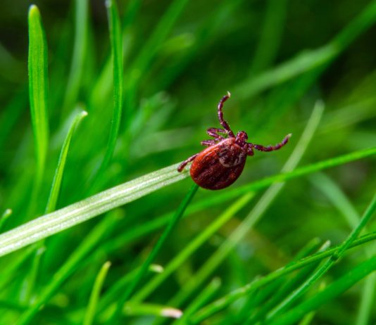 Сад без паразитов: меры защиты от иксодовых клещей - Животные Сад без паразитов: меры защиты от иксодовых клещей.