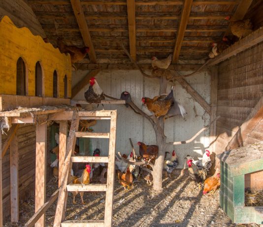 Самые распространённые ошибки при строительстве курятника - Животные Самые распространённые ошибки при строительстве курятника.