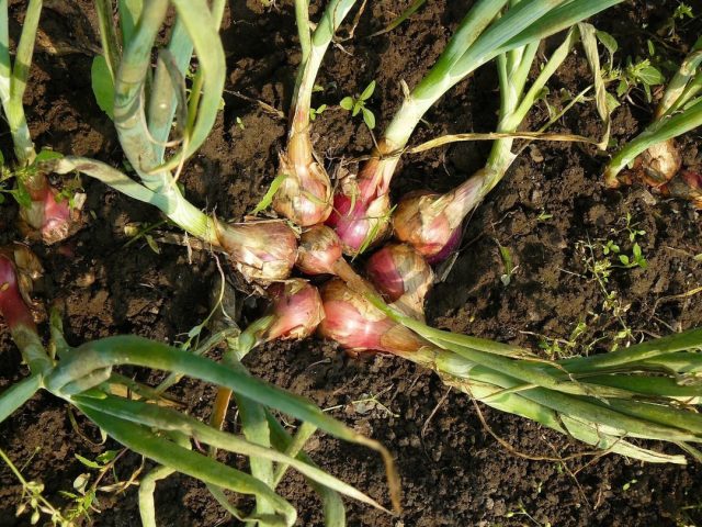 Шалоты имеют некрупные луковицы заметно более деликатного вкуса, чем обычная наша репка. 