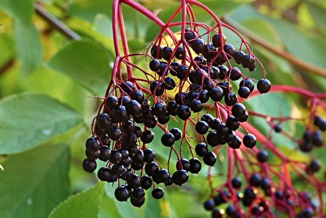 Научное латинское наименование бузины – "sambucus". Отсюда и название знаменитого ликера «Самбука», в производстве которого бузина играет не последнюю роль. Научное латинское наименование бузины – "sambucus". Отсюда и название знаменитого ликера «Самбука», в производстве которого бузина играет не последнюю роль.