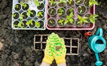 Тест: Идеальная рассада. Готовы ли вы к сезону?