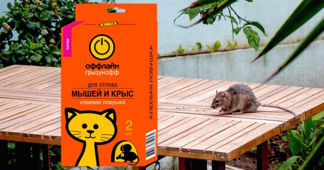 Так, для активации клеевой ловушки-лотка Оффлайн нужно всего лишь снять защитную плёнку и она готова к применению.