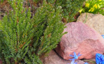 Три важных обработки хвойных весной: как не дать растениям погибнуть.