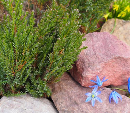 Три важных обработки хвойных весной: как не дать растениям погибнуть.