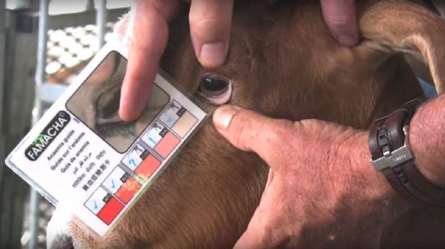 Весной местная ветеринарная станция обязательно должна посетить ваше хозяйство, чтобы собрать кровь животных на анализы. Обязательно обследуют поголовье коз, овец, коров и свиней.