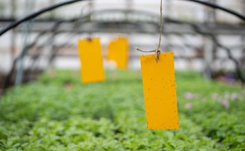 Все о мошках в рассаде — причины, опасность и как избавиться.