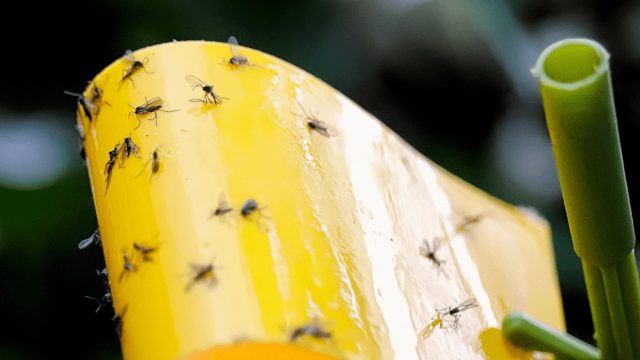 Если почвенных мушек немного, можно попробовать избавиться от них с помощью народных средств. Способов достаточно много. Если почвенных мушек немного, можно попробовать избавиться от них с помощью народных средств. Способов достаточно много.