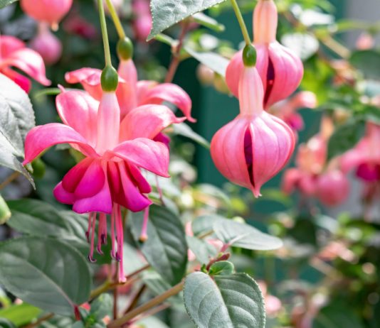 Все разноцветье фуксий — лучшие виды и сорта.