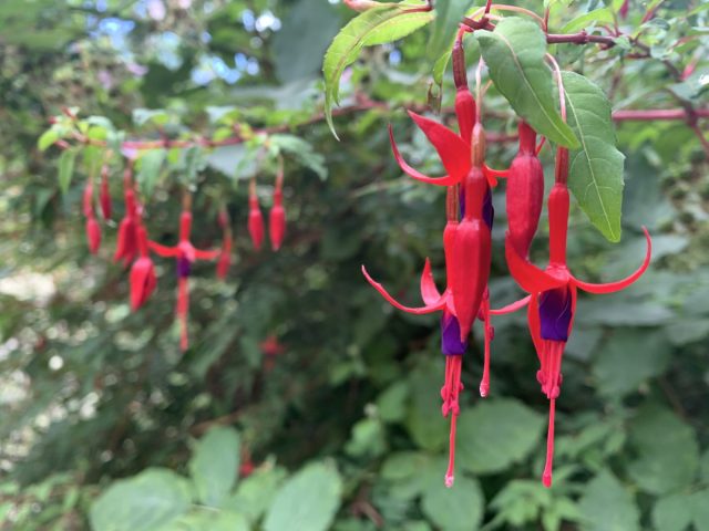 Фуксия алая (Fuchsia magellanica) у себя на родине растет в виде кустарника высотой от 1,5 до 3 метров. Фуксия алая (Fuchsia magellanica) у себя на родине растет в виде кустарника высотой от 1,5 до 3 метров.