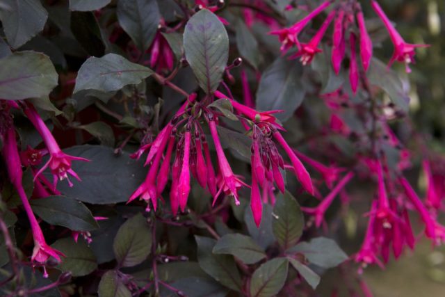 Фуксия коралловая, или трехлистная (Fuchsia triphylla) получили свое название благодаря ярким цветкам кораллово-красного цвета. Фуксия коралловая, или трехлистная (Fuchsia triphylla) получили свое название благодаря ярким цветкам кораллово-красного цвета.