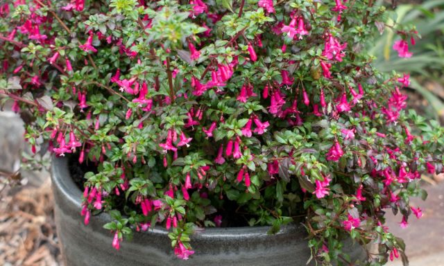 Фуксия мелколистная (Fuchsia microphylla) дает небольшие черные плоды и множество мелких розовых цветков круглый год. Фуксия мелколистная (Fuchsia microphylla) дает небольшие черные плоды и множество мелких розовых цветков круглый год.
