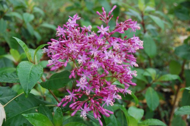 Фуксия метельчатая (Fuchsia paniculata), также известна как сиреневоцветковая, идеально подходит для посадки в горшки. Фуксия метельчатая (Fuchsia paniculata), также известна как сиреневоцветковая, идеально подходит для посадки в горшки.