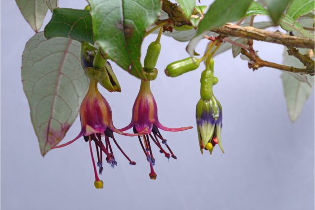 Фуксия бескорая (Fuchsia excorticata) имеет древовидную форму. На родине вырастает до 10 метров, что делает ее самым высоким видом в роду. Фуксия бескорая (Fuchsia excorticata) имеет древовидную форму. На родине вырастает до 10 метров, что делает ее самым высоким видом в роду.