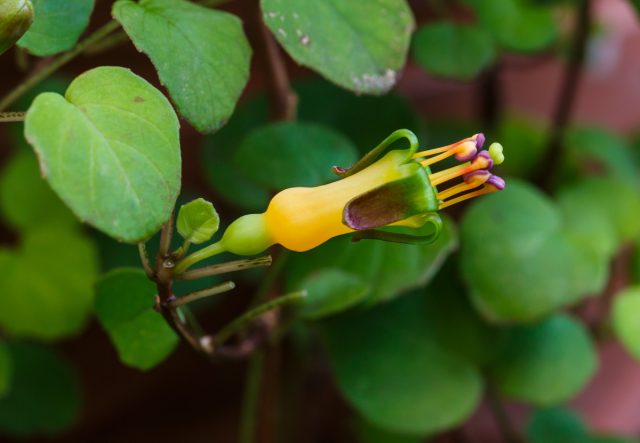 Фуксия лежачая (Fuchsia procumbens) образует исключительно крупные плоды и уникальные цветки радужных окрасок. Фуксия лежачая (Fuchsia procumbens) образует исключительно крупные плоды и уникальные цветки радужных окрасок.