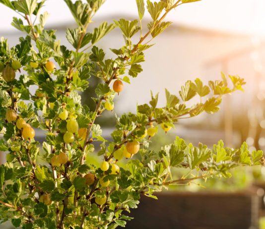 Зелёная изгородь из ягодных кустарников — вкусно и полезно.