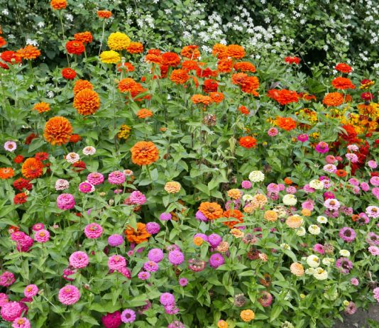 14 лучших однолетников для бордюра.