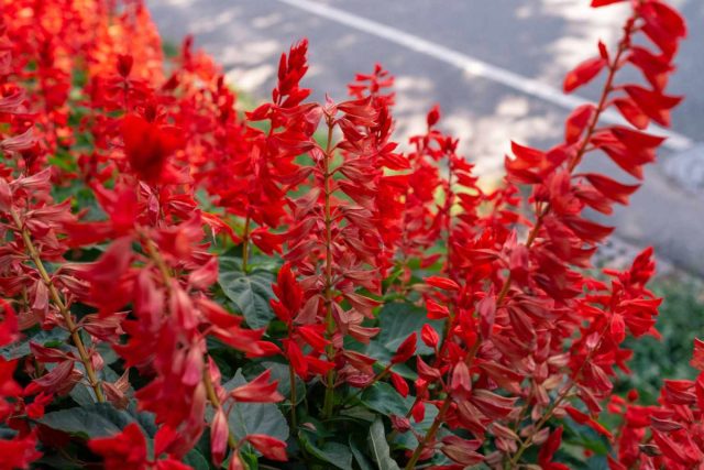 Хорошо знакомое всем растение сальвия блестящая (Salvia splendens), также известная как шалфей красный. Хорошо знакомое всем растение сальвия блестящая (Salvia splendens), также известная как шалфей красный.
