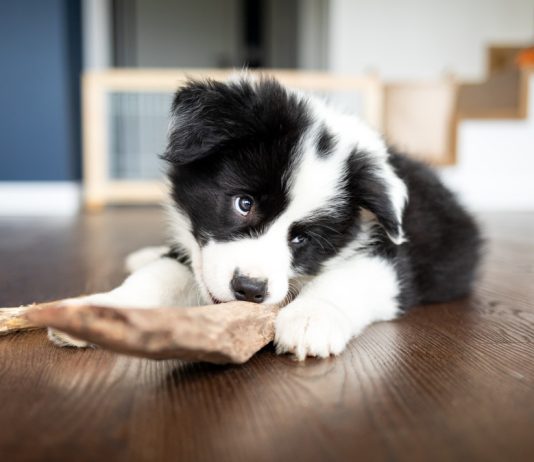 4 игры с собакой на развитие интеллекта — игрушки из подручных средств.