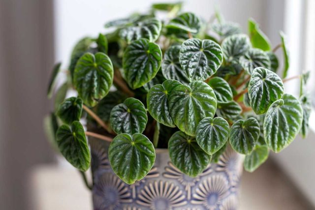 Декоративное растение пеперомия (Peperomia) — прекрасный сосед для ребёнка.