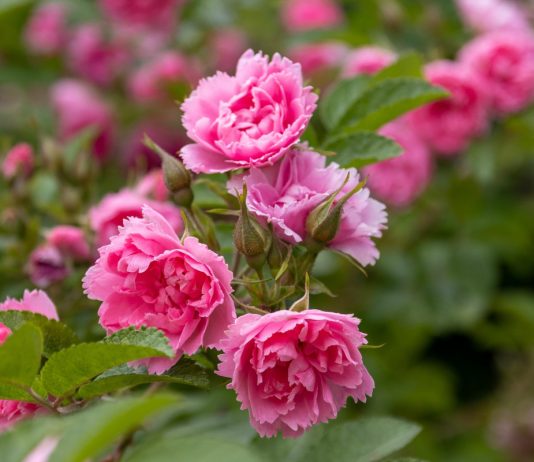 Более 50 сортов самых экстравагантных роз.