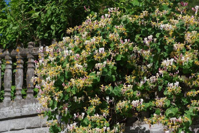 В июне на 2-3 недели жимолость каприфоль (lonicera caprifolium) покрывается многочисленными изящными цветками бело- или желтовато-розового цвета.