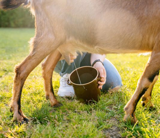 Что делать, если коза не хочет доиться?