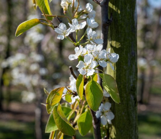 Главные опасности для плодового сада: вредители, болезни и яркое солнце.